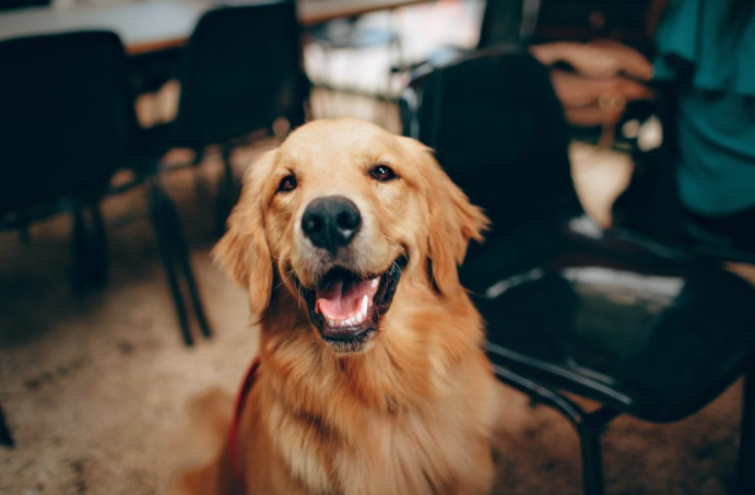 dog